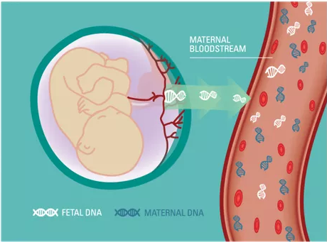 怀孕期间能做DNA鉴定吗,无创胎儿亲子鉴定需要多少钱
