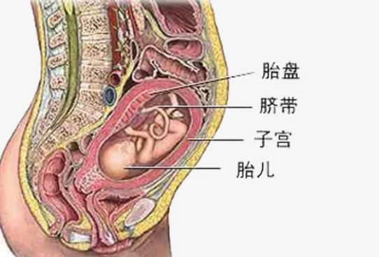 什么是产前胎儿亲子鉴定，胎儿鉴定需要什么条件？